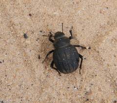 Pimelia mittrei