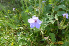 Erodium gruinum