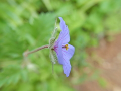 Erodium gruinum