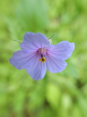 Erodium gruinum