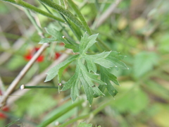 Ranunculus asiaticus
