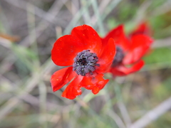Ranunculus asiaticus