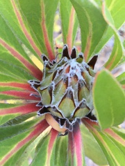 Protea × hybrida