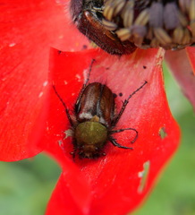 Pygopleurus israelitus