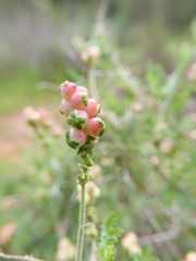 Sarcopoterium spinosum