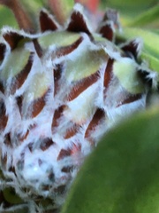 Protea × hybrida