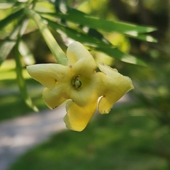 Brunfelsia densifolia