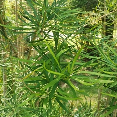 Brunfelsia densifolia