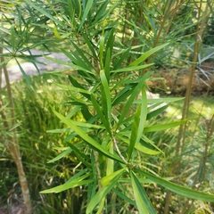 Brunfelsia densifolia