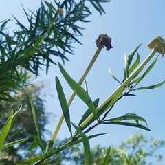 Brunfelsia densifolia