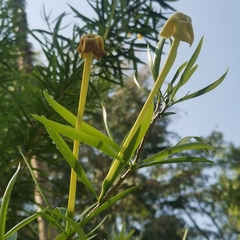 Brunfelsia densifolia