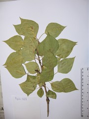 Populus