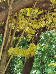 Diploclisia glaucescens