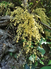 Diploclisia glaucescens