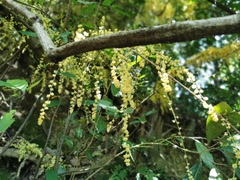 Diploclisia glaucescens