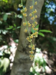 Diploclisia glaucescens