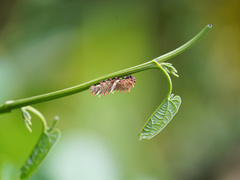Byasa polyeuctes