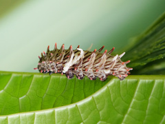 Byasa polyeuctes