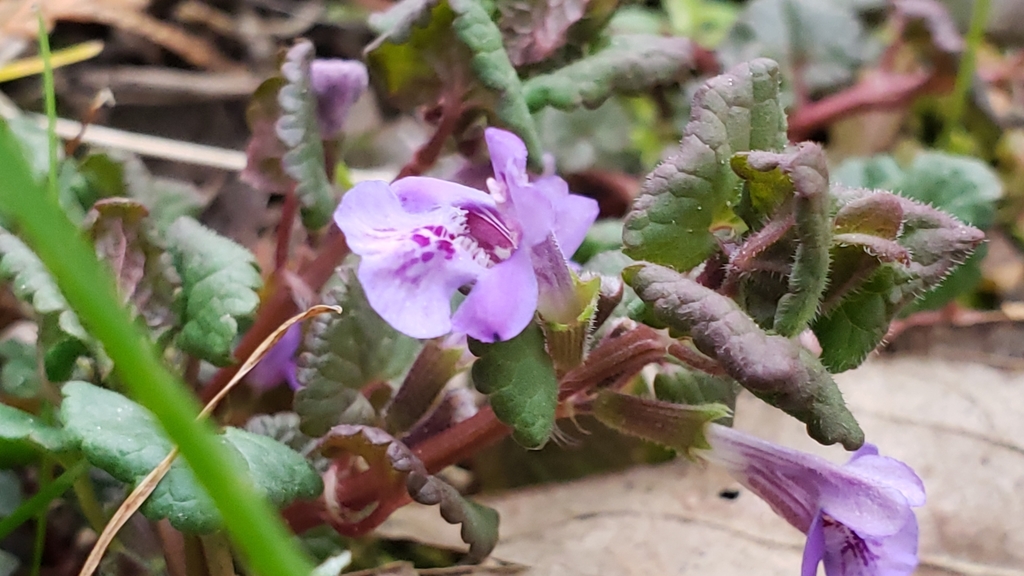 Glechoma hederacea, Washington, US