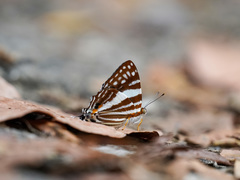 Dodona deodata