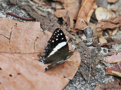 Dodona deodata
