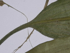 Potamogeton nodosus