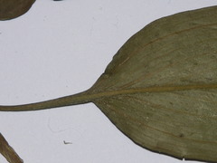 Potamogeton nodosus