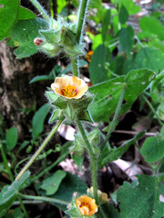 Sida urens
