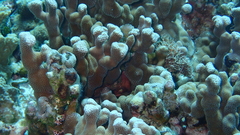 Porites deformis