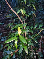 Meiogyne stenopetala