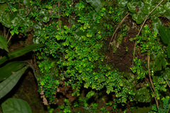 Selaginella tenella