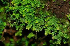 Selaginella tenella