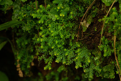 Selaginella tenella