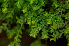 Selaginella tenella