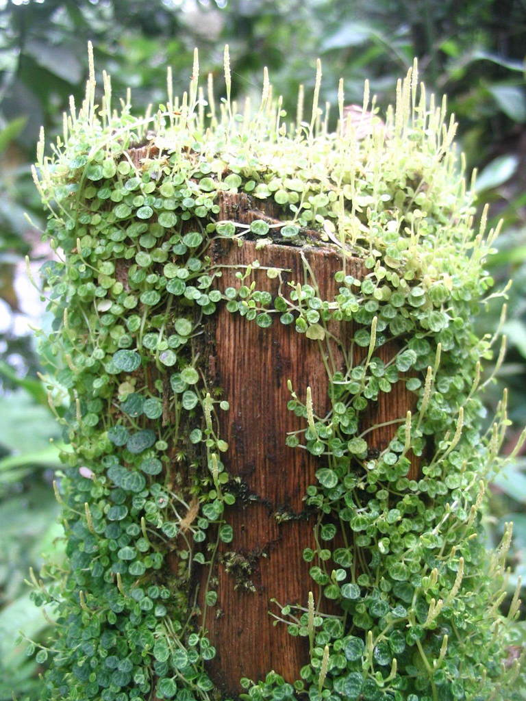 Peperomia emarginella