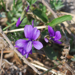 Viola mandshurica