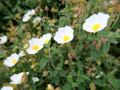 Cistus salviifolius