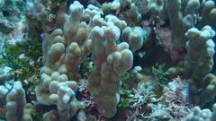 Porites deformis