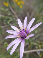 Pseudopodospermum papposum
