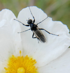 Bibio hortulanus
