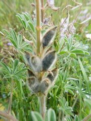 Lupinus palaestinus