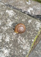 Camaena cicatricosa