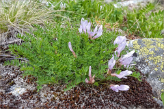 Astragalus oreades