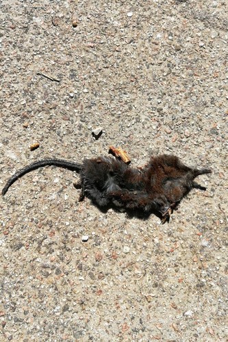 Chinese Shrewmole (Uropsilus soricipes) — Least Concern Mammalia