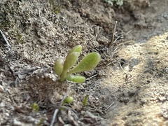 Dudleya blochmaniae blochmaniae