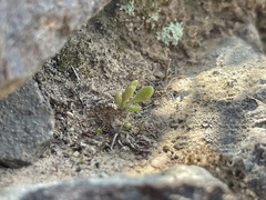 Dudleya blochmaniae blochmaniae