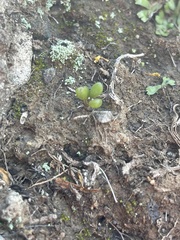 Dudleya blochmaniae blochmaniae