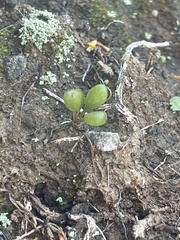 Dudleya blochmaniae blochmaniae