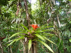 Guzmania