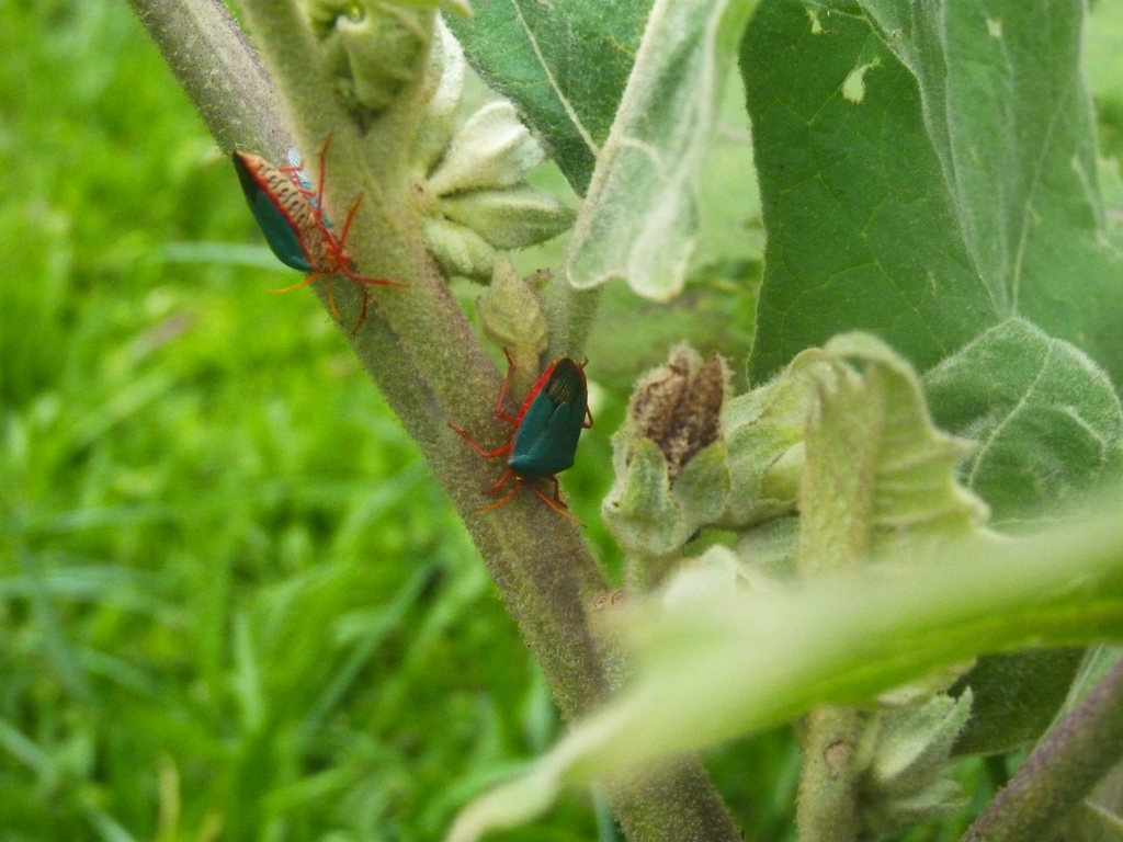 Red-bordered Stink Bug from Calle La Gamba, Provincia de Puntarenas ...